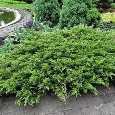 Можжевельник РОКЕРИ ДЖЕМ казацкий  в Солигорске