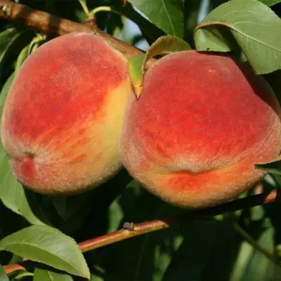 Персик МАРИЯ в Солигорске