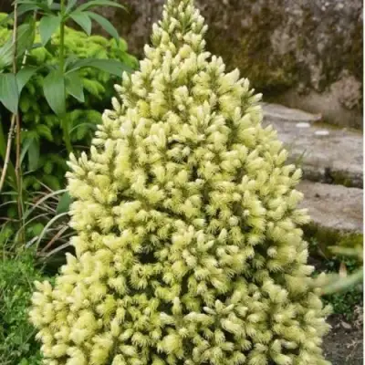 Ель МАЙГОЛД колючая в Солигорске