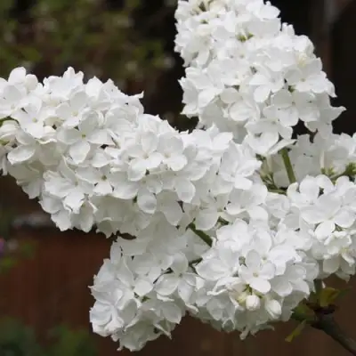 Сирень ФЛОРА в Солигорске