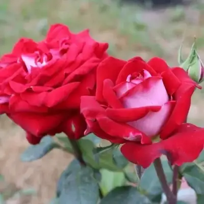 Роза АЛЬЯНС чайно-гибридная в Солигорске