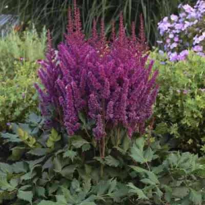 Астильба ВИЖНС китайская в Солигорске