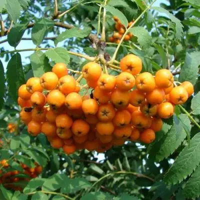 Рябина НЕВЕЖИНСКАЯ ЖЕЛТАЯ сладкоплодная в Солигорске