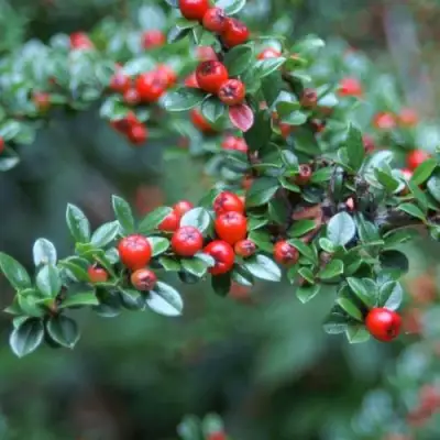 Кизильник горизонтальный в Солигорске