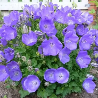 Колокольчик САНТА карпатский в Солигорске