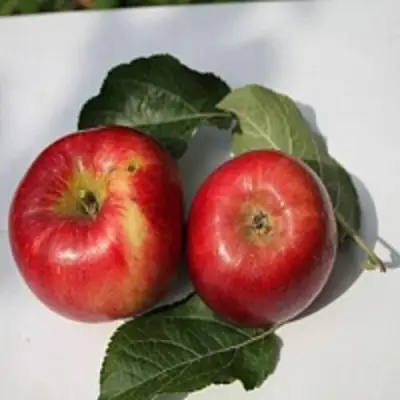 Яблоня РЕДФРИ в Солигорске