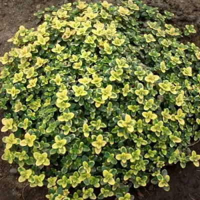 Тимьян ДОННА ВАЛЕЙ лимоннопахнущий в Солигорске