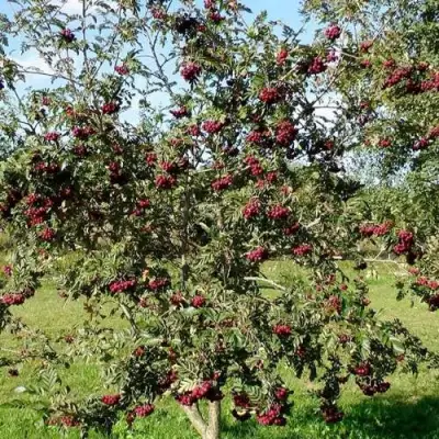 Рябина БУРКА сладкоплодная в Солигорске