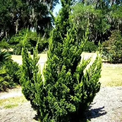 Можжевельник КАЙЗУКА китайский в Солигорске