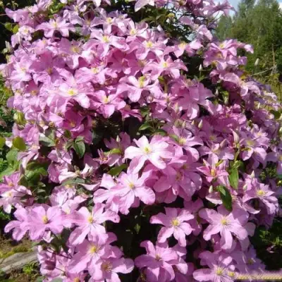 Клематис КОМТЕСС ДЕ БУШО в Солигорске