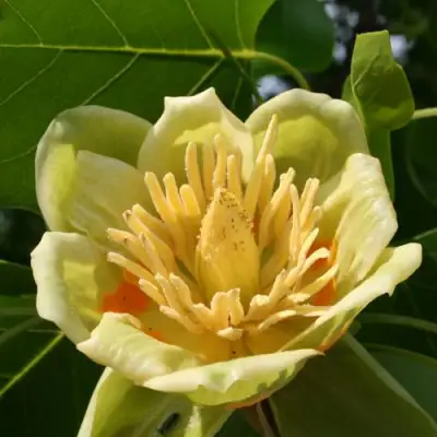 ЛИРИОДЕНДРОН тюльпанный в Солигорске