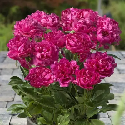 Пион ЛОНДОН травянистый в Солигорске