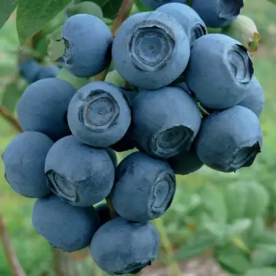 Голубика РУБЕЛ в Солигорске