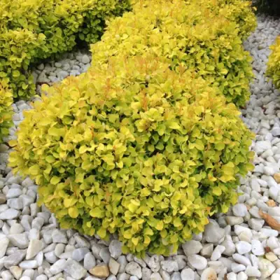 Барбарис БОНАНЗА ГОЛД тунберга в Солигорске