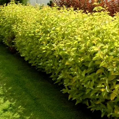 Комплект ДАРТС ГОЛД в Солигорске