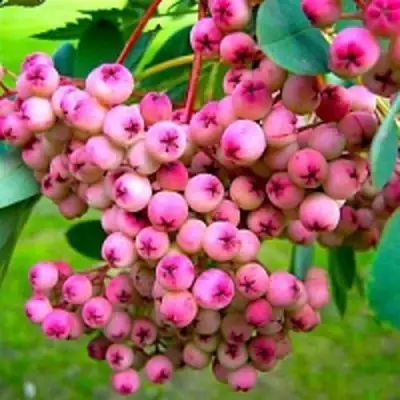 Рябина ПИНК сладкоплодная в Солигорске