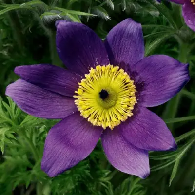 Прострел ПИНВИЛ БЛЮ ШЕЙДЕС в Солигорске