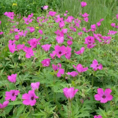 Герань РЕД АДМИРАЛ гибридная в Солигорске