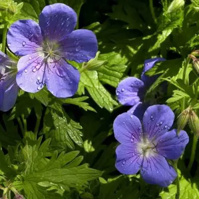 Герань БРУКСАЙД гибридная в Солигорске