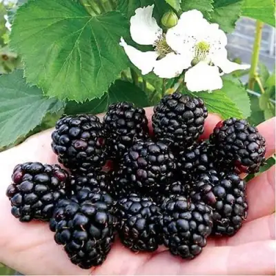 Ежевика РУБЕН ремонтантная  в Солигорске