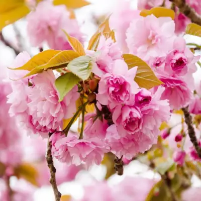 Сакура КАНЗАН в Солигорске