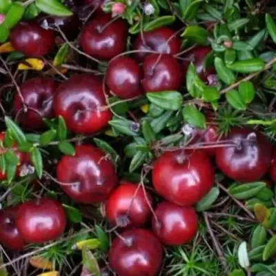 Клюква БЕН ЛИР в Солигорске