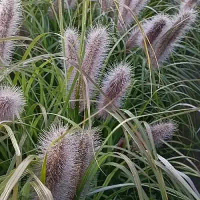 Пеннисетум БЛЭК БЬЮТИ в Солигорске