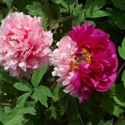 Пион ДВЕ СЕСТРЫ древовидный в Солигорске