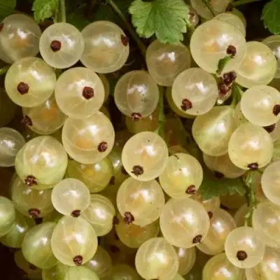 Смородина белая СМОЛЬЯНИНОВСКАЯ в Солигорске