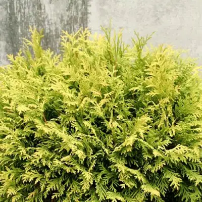 Туя ГОЛДЕН ГЛОБ западная в Солигорске