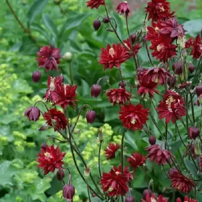 Аквилегия РУБИ ПОРТ обыкновенная в Солигорске