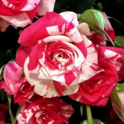 Роза ФАЙЕР ВОРКС миниатюрная в Солигорске