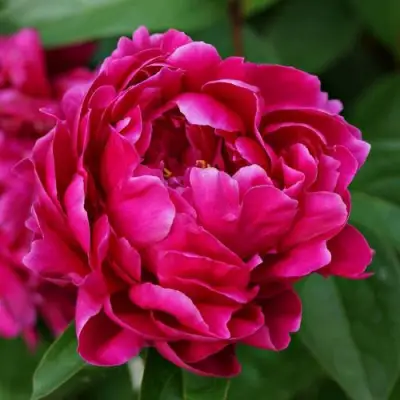 Пион ЛУИ ВАН-ГУТТ травянистый в Солигорске