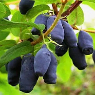 саженцы жимолости московской