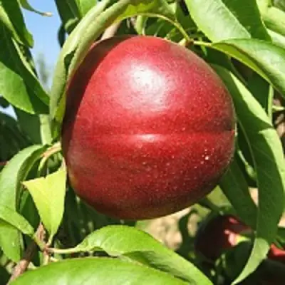 Нектарин ФАНТАЗИЯ в Солигорске