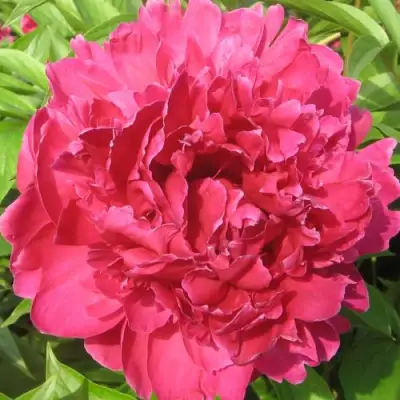 Пион ПУРПУРНЫЙ ФЕНИКС травянистый в Солигорске