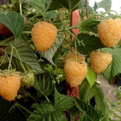 Малина ЗЮГАНА ЗОЛОТАЯ в Солигорске