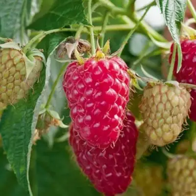 Малина МАРАСТАР в Солигорске