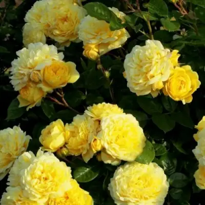 Роза АНИ ДЮПРЕЙ флорибунда в Солигорске