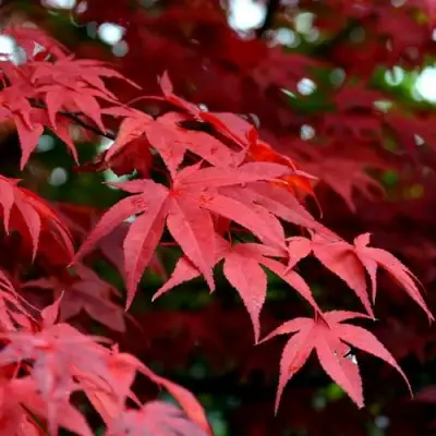 Клен гиннала  в Солигорске