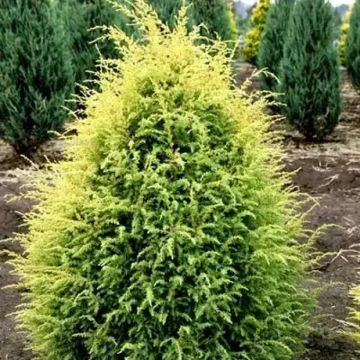 Можжевельник ГОЛД КОН обыкновенный в Солигорске