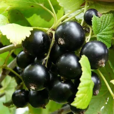 Смородина чёрная ГЕРКУЛЕС в Солигорске