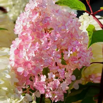 Гортензия ДИАМАНТИНО метельчатая в Солигорске