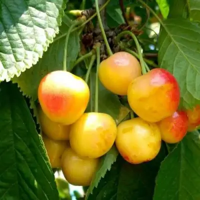 Черешня ЯНТАРНАЯ в Солигорске