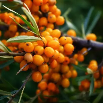 Облепиха МОСКОВСКАЯ ПРОЗРАЧНАЯ в Солигорске