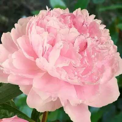 Пион САРА БЕРНАРД травянистый в Солигорске