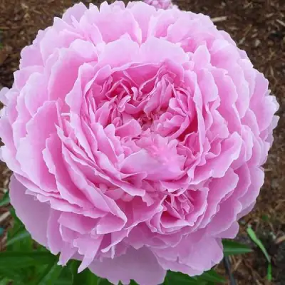 Пион ДЖАКОРМА травянистый в Солигорске