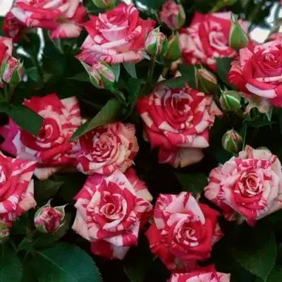 Роза ФАЙЕР ВОРКС миниатюрная в Солигорске