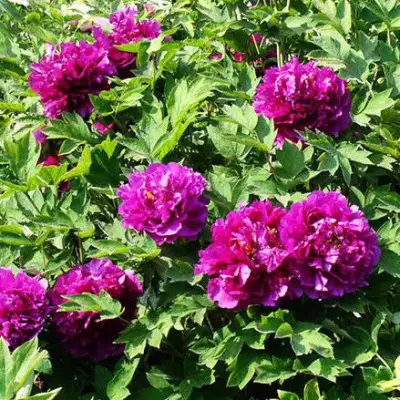 Пион ОРНАМЕНТ древовидный в Солигорске