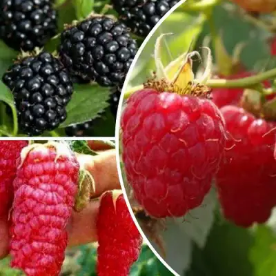 Комплект ЯГОДНЫЙ МИКС в Солигорске